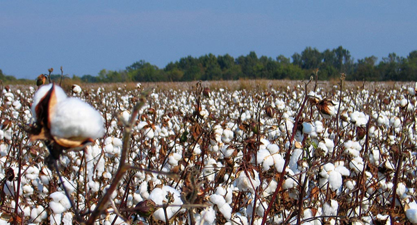 cotton