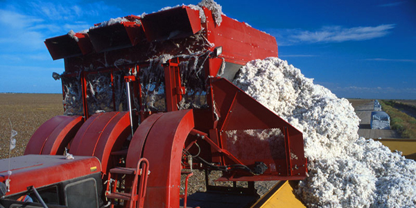 Cotton_harvest